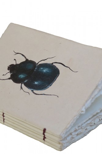 Carnet de curiosités scarabée bleu