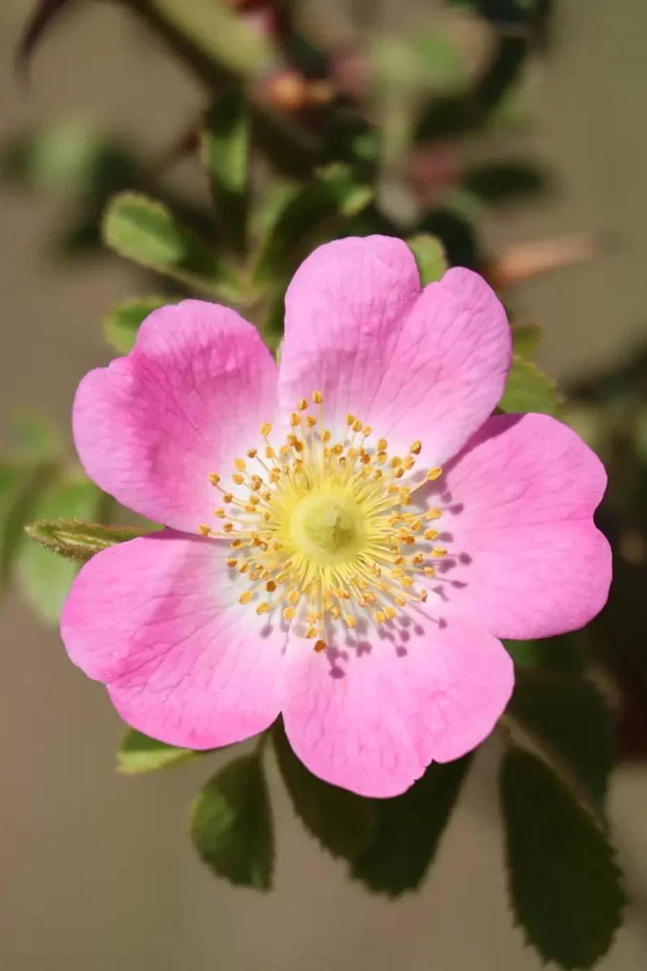 Huile de Rose Musquée BIO - Revitalisante